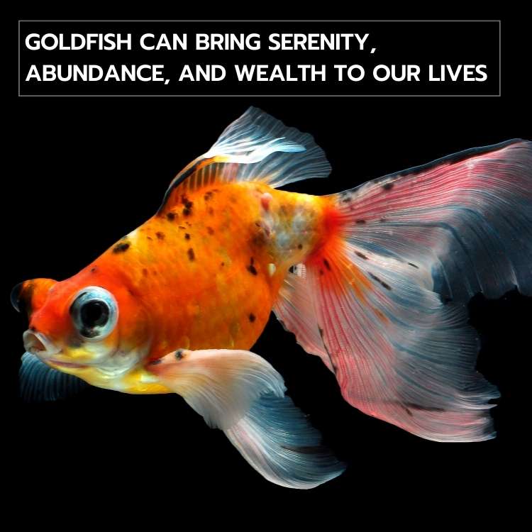 Goldfish wealth our lives