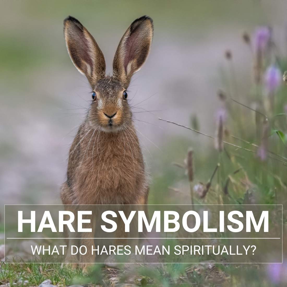 Hare symbolism
