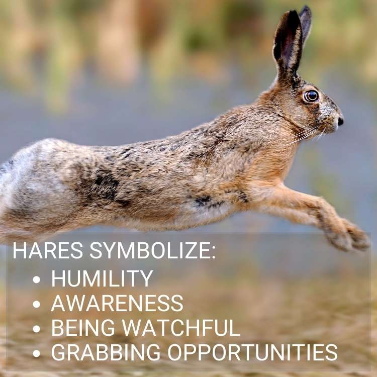 Hares symbolize Humility