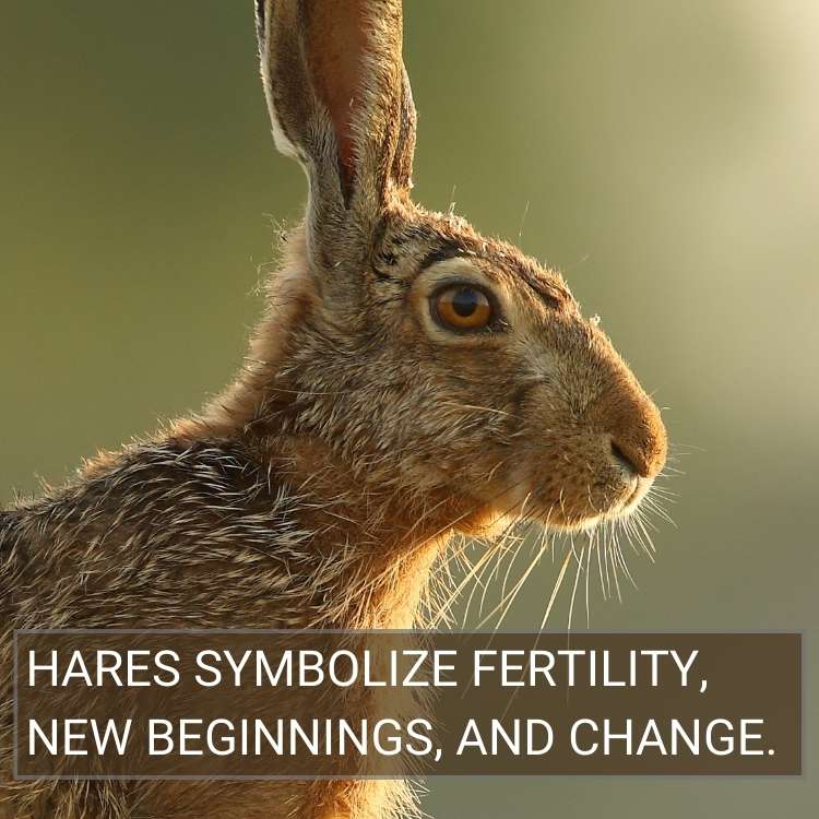 Hares symbolize fertility Hare Symbolism: What Do Hares Mean Spiritually?