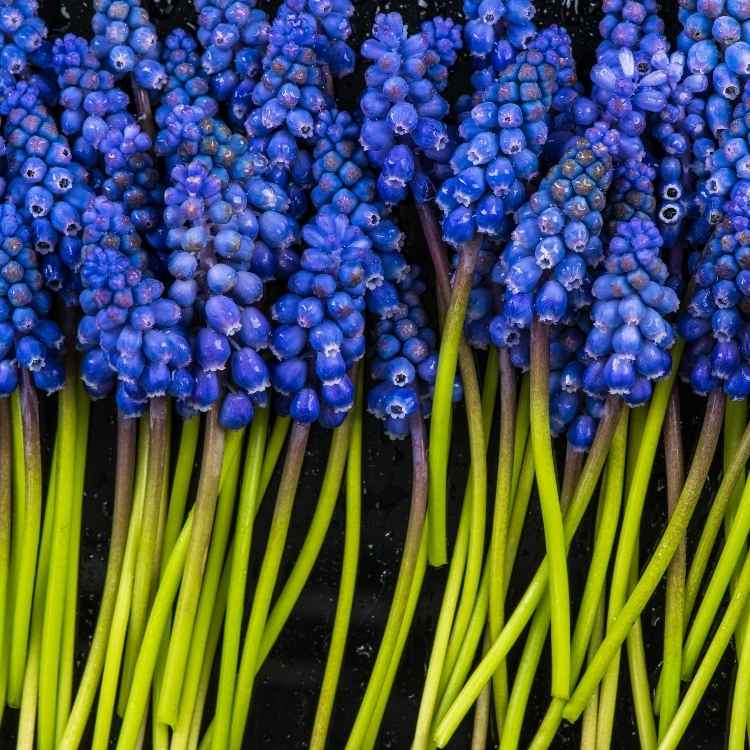 Hyacinth flower Symbolism for Pain: What Animals, Plants and Objects Represent Pain