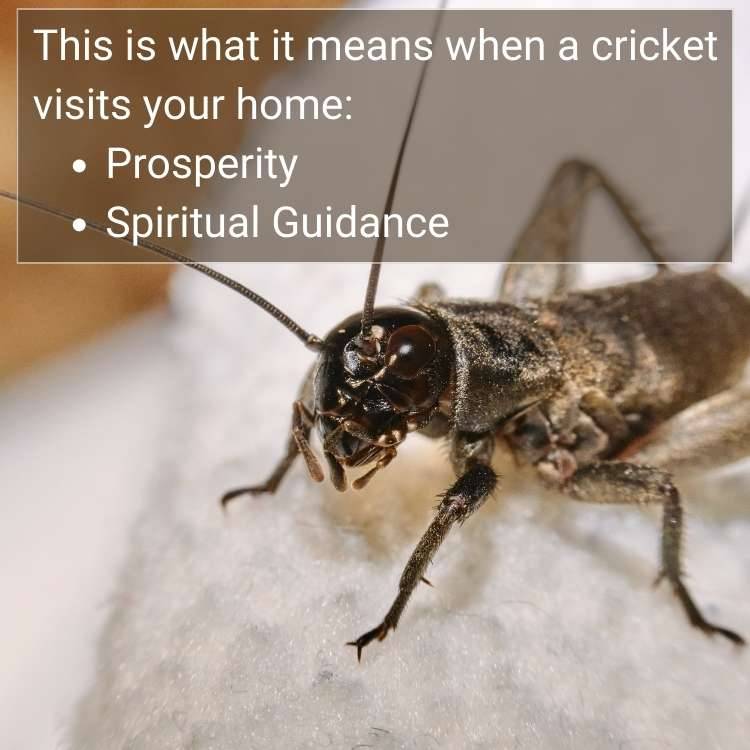 cricket home Spiritual Guidance