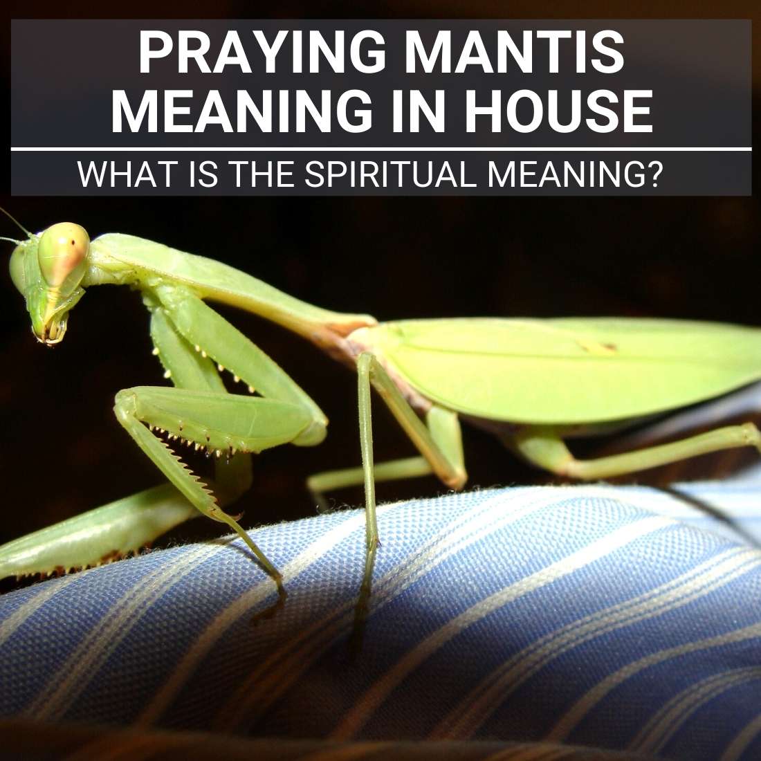 praying mantis meaning in house