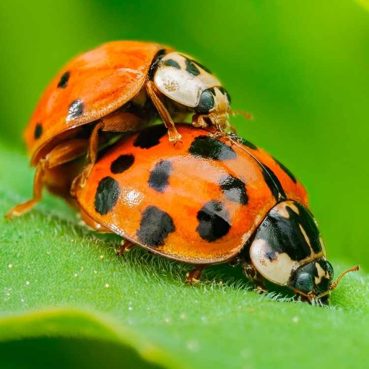 Ladybug Symbolism Love