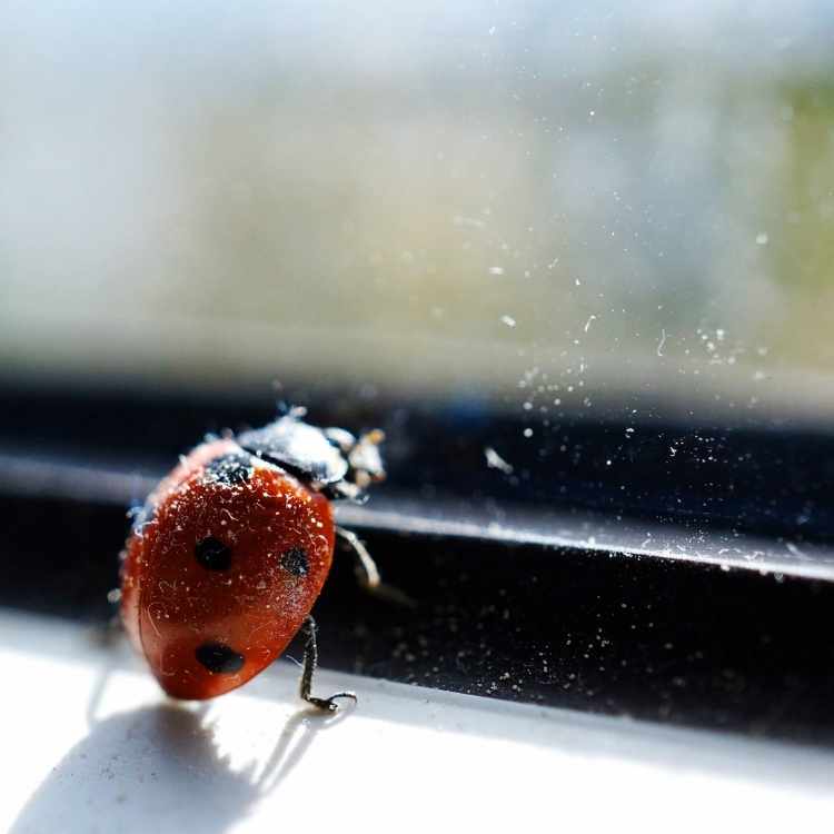 Ladybugs-in-house