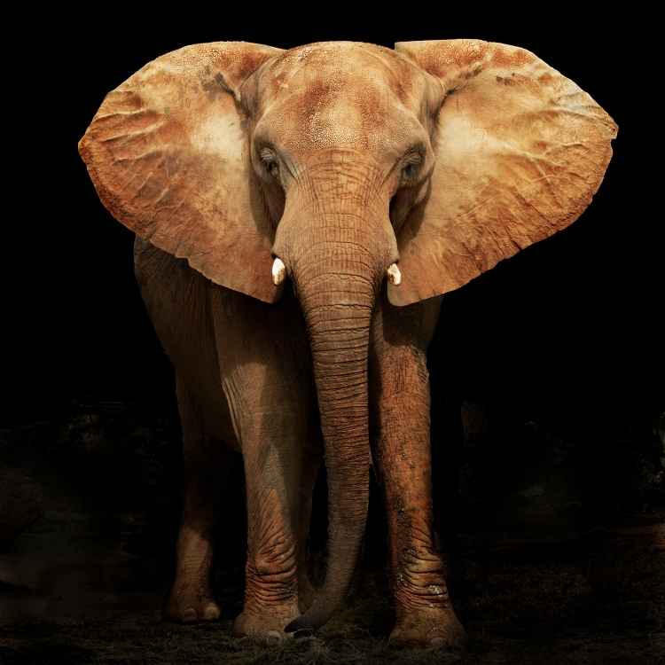 Lotus flower Elephant Symbolism: The Elephant as an Animal Totem and Spirit Animal