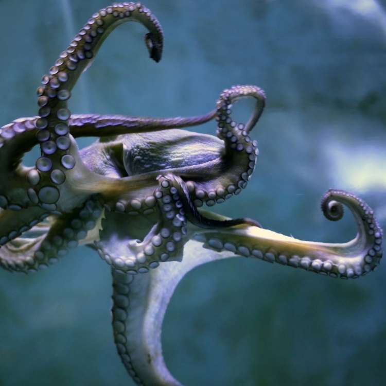 creative octopus