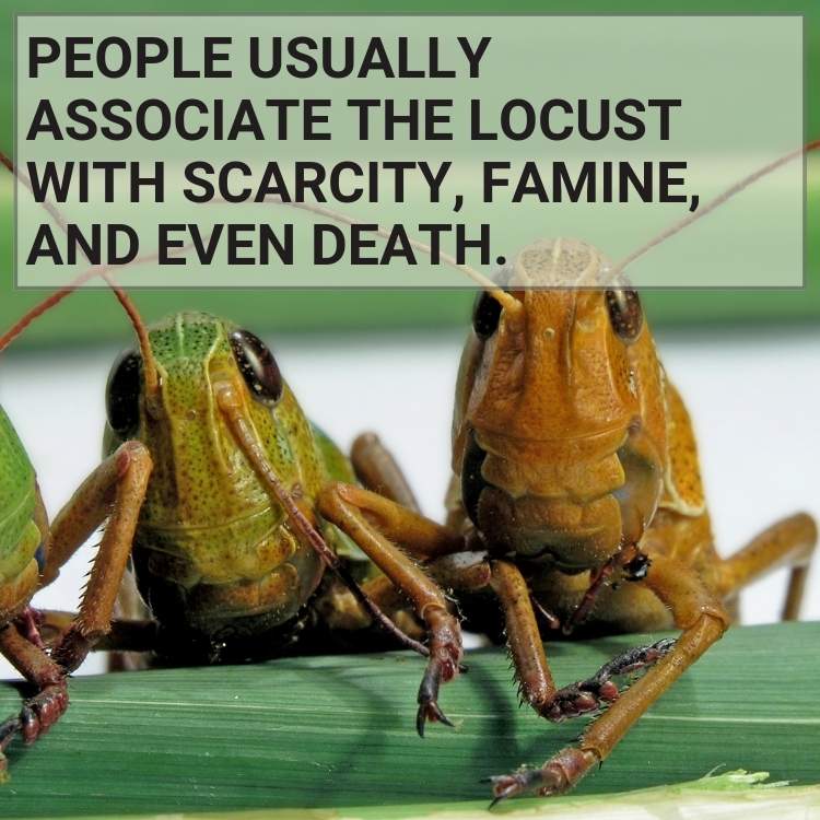 People associate locust scarcity famine death