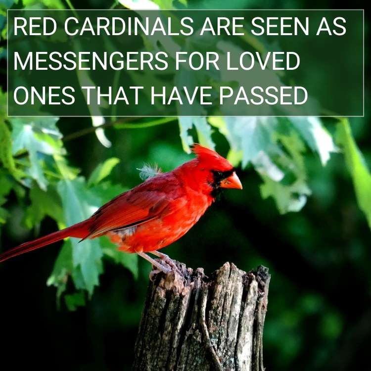 Red cardinals messengers