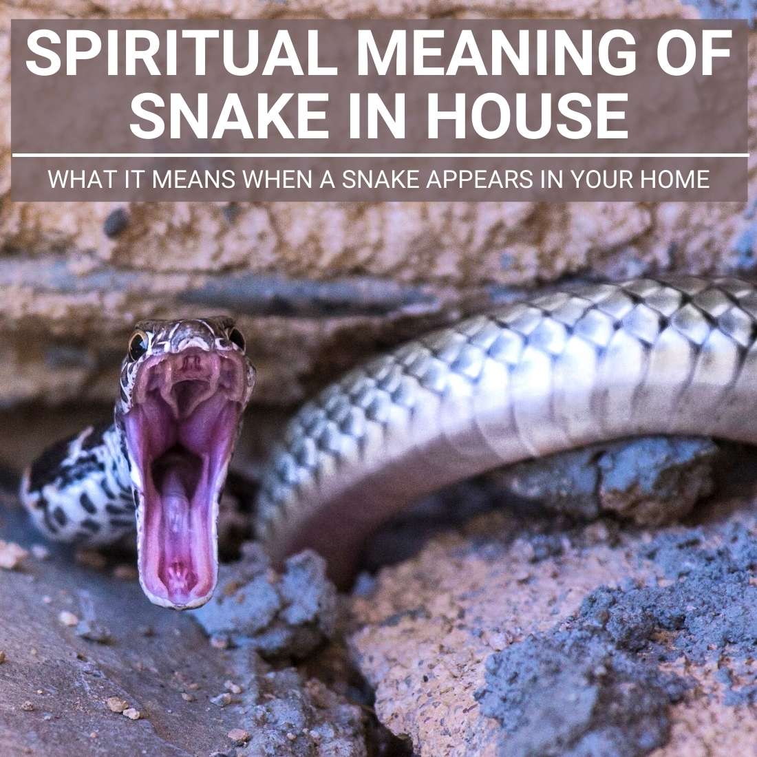 Spiritual Meaning Of Snake In House [Full Guide With Answers]