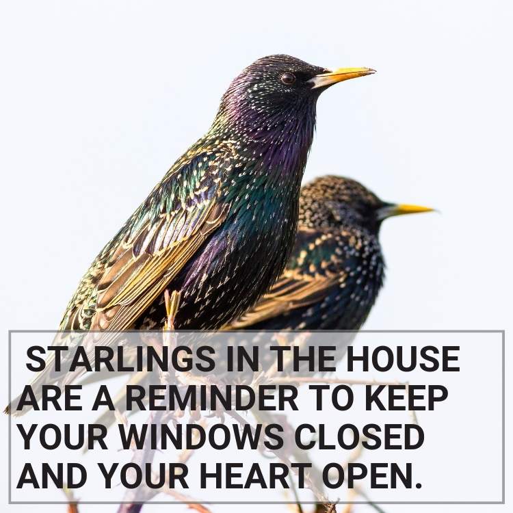 Starlings in the House