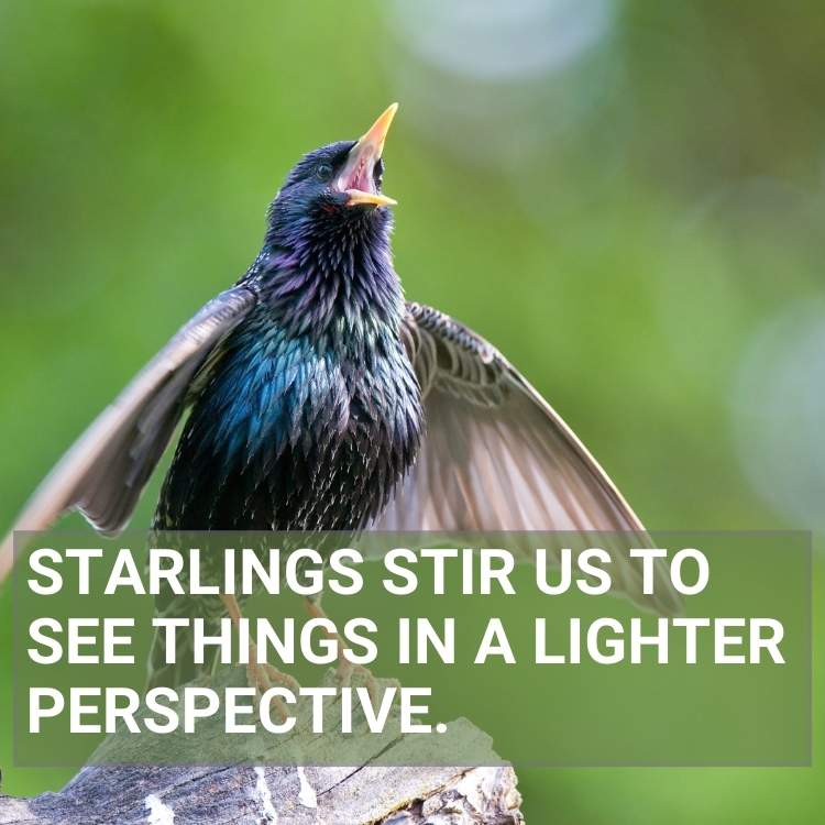 Starlings lighter perspective