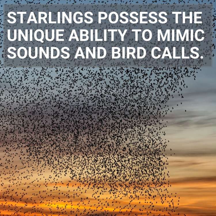 Starlings mimic sounds and bird calls