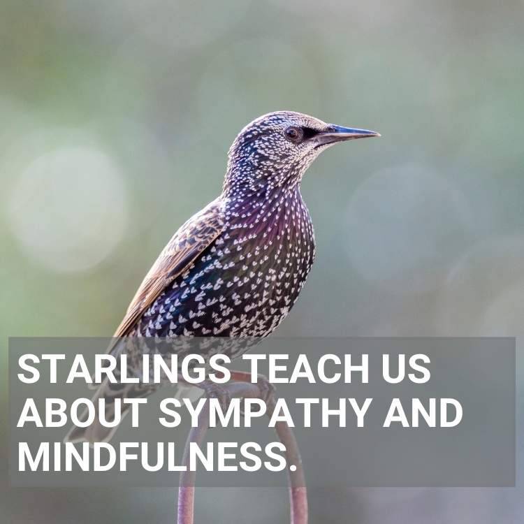 Starlings sympathy and mindfulness.