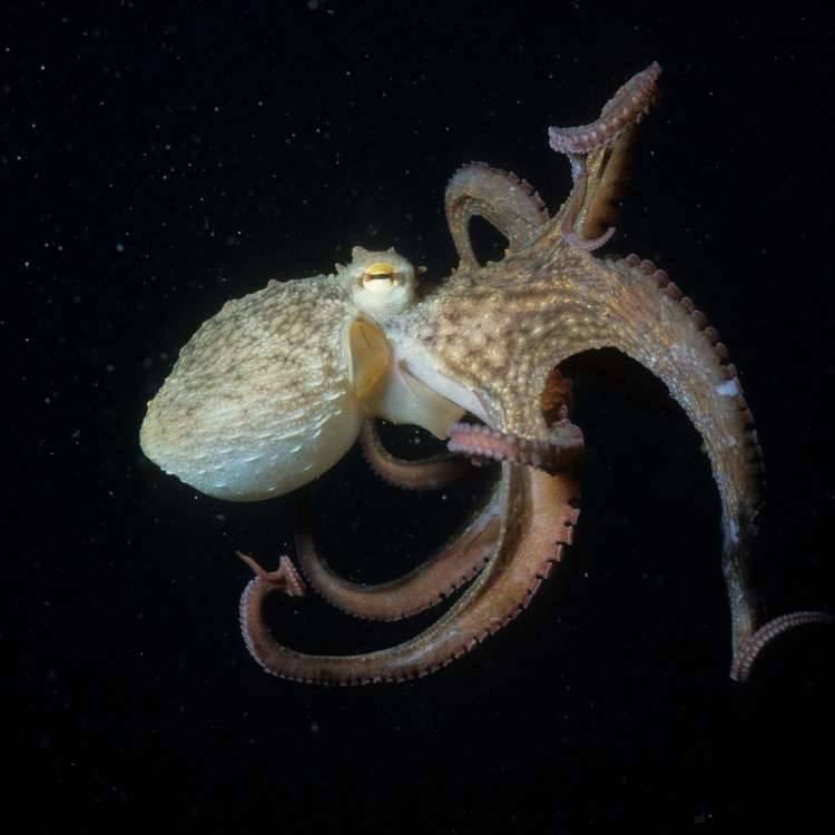 Symbolism of the octopus