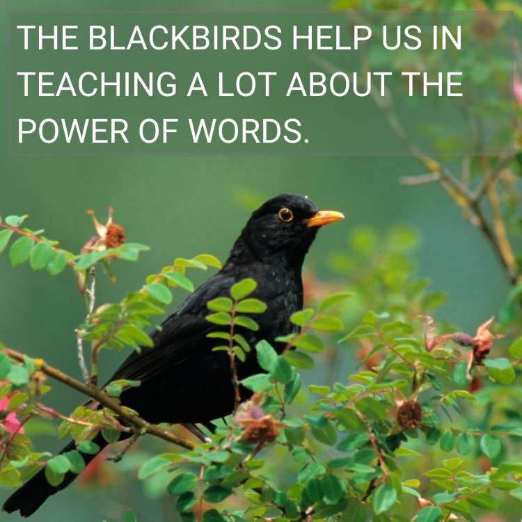 The Blackbirds help us in teaching a lot about the power of words.