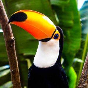 Toucan Spiritual Meaning: Spirit Animal & Symbolism Guide
