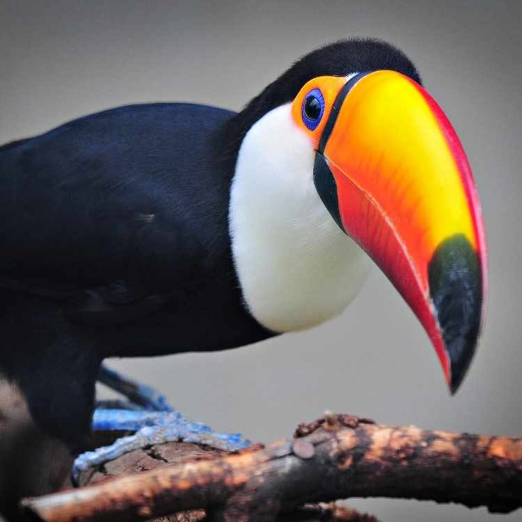 toucan symbolism