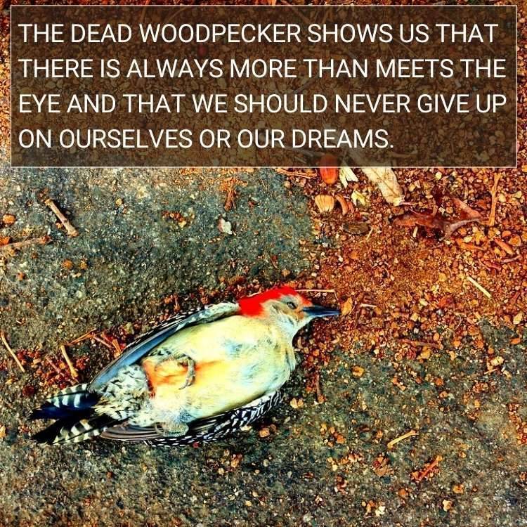 dead woodpecker in forrest