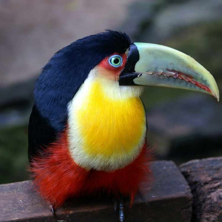 What does a toucan symbolize