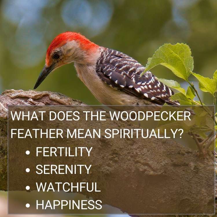 What does the woodpecker feather mean spiritually