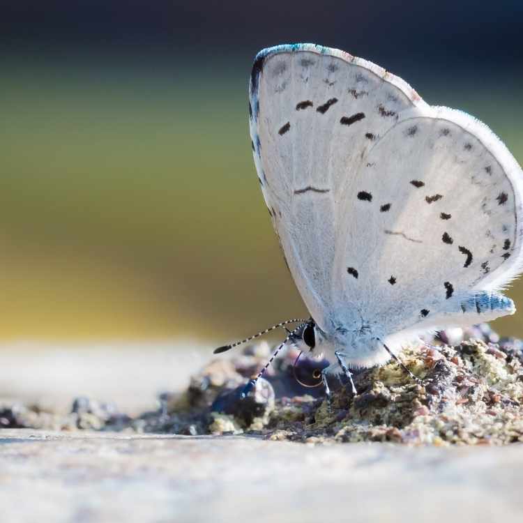 beautiful white moth