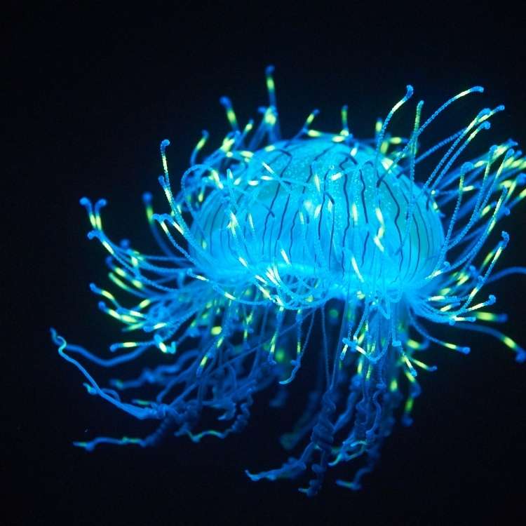 blue jellyfish