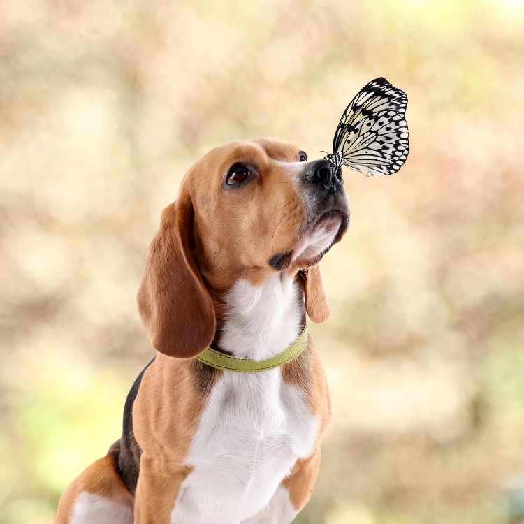 butterfly on dog