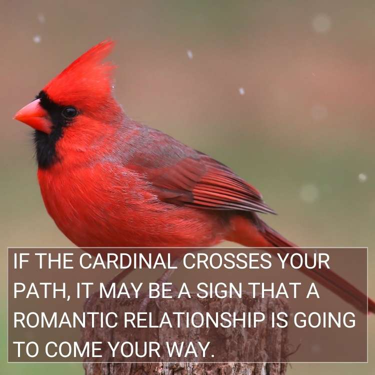 cardinal crosses your path