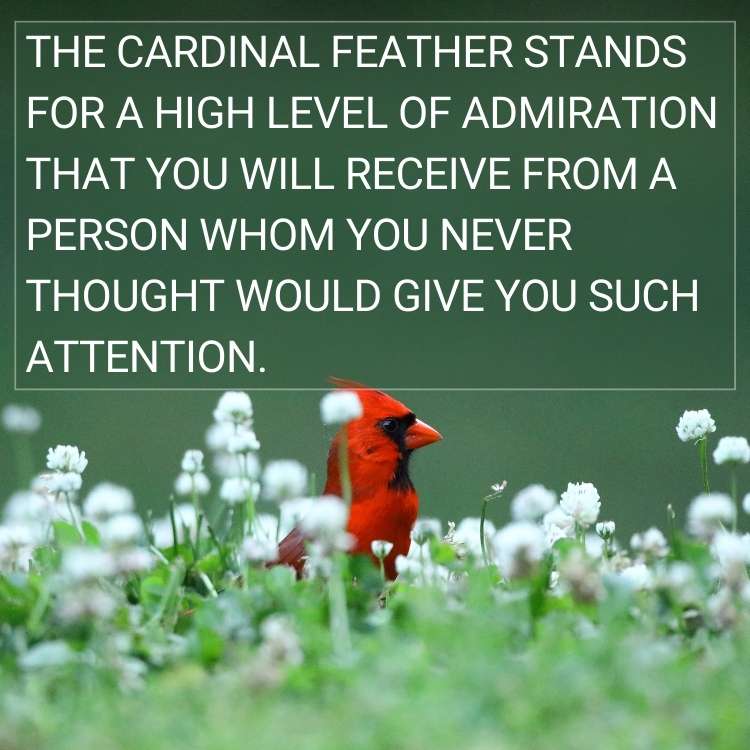 cardinal feather stands for a high level of admiration