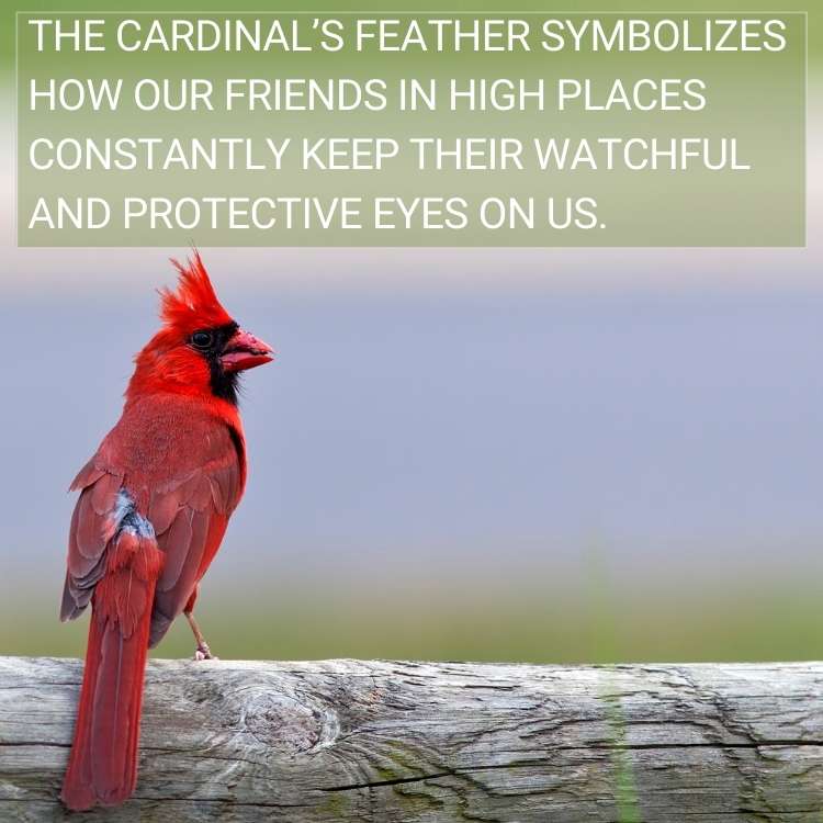 cardinal feather symbolizes friends