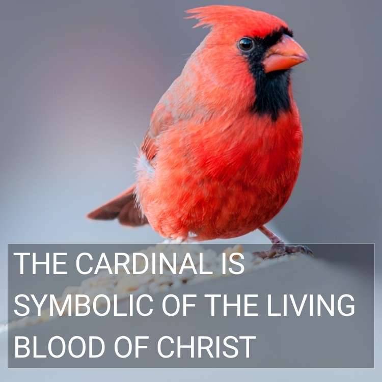 cardinal symbolic blood of Christ