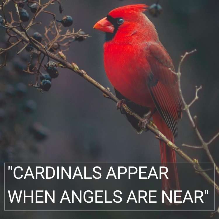 cardinals-appear-when-angels-are-near