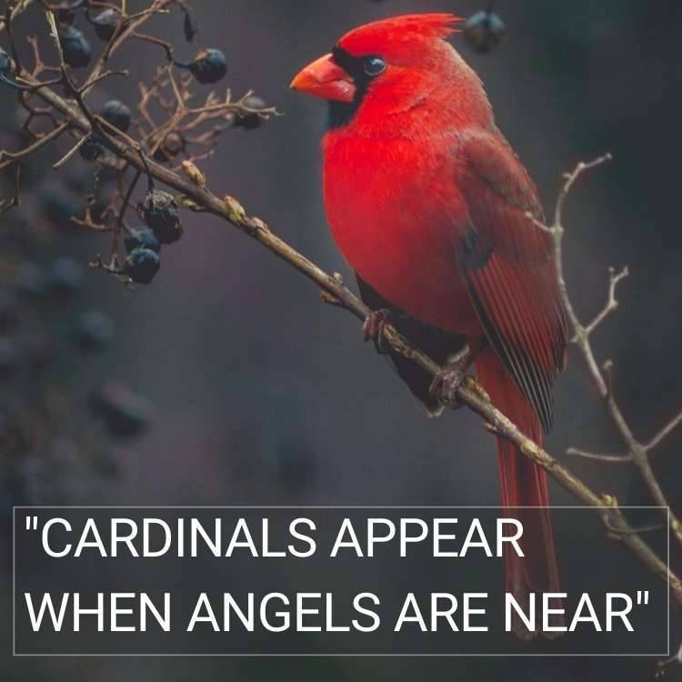 cardinals appear when angels are near