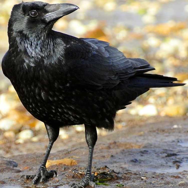  carrion crow