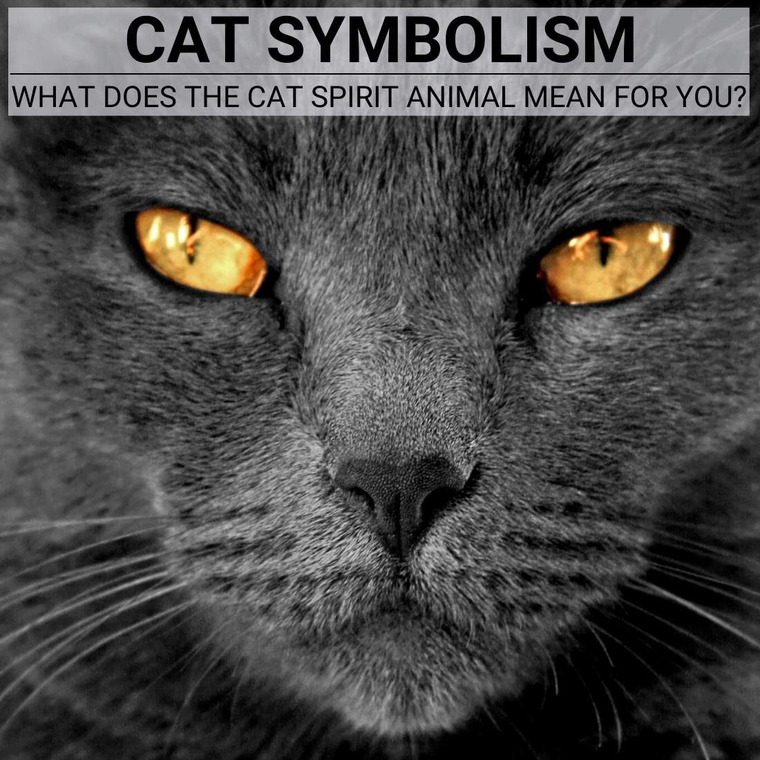 The Cat Symbolism: Understanding Its Spiritual Significance