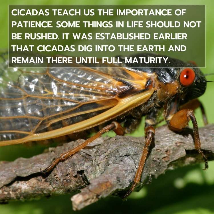 cicada meaning patience