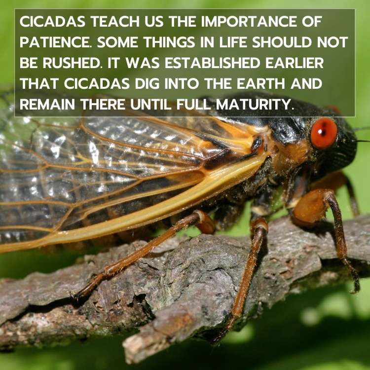 Cicada Symbolism Spiritual Meaning Of The Mysterious Insect