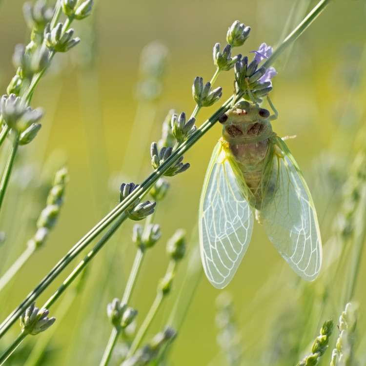 cicada on plant