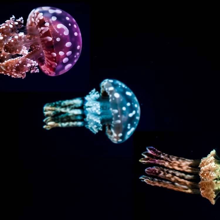 colorful jellyfish