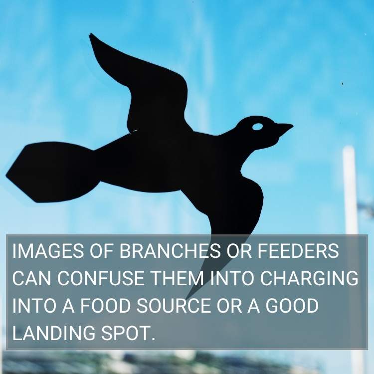 confuse birds for landing spot,