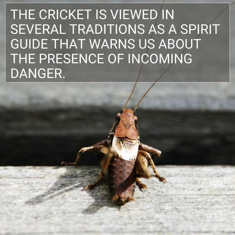 cricket spirit guide incoming danger