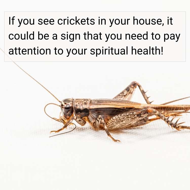crickets in house spiritual health Cricket In House Meaning - Pest or A Spiritual Symbol?
