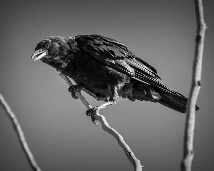 crow black aND WHITE