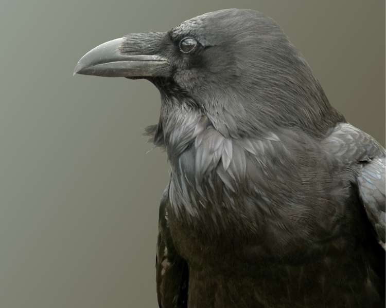 crow messenger