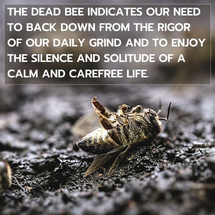 dead bee enjoy silence