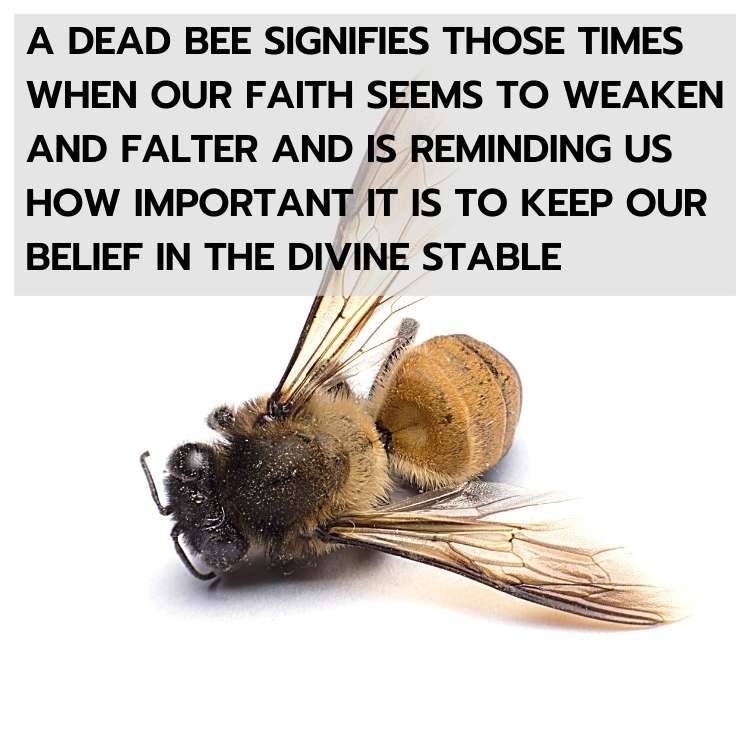 dead bee keep the belief