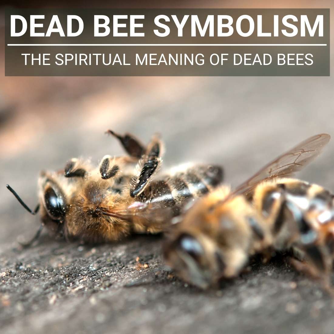 dead bee symbolism