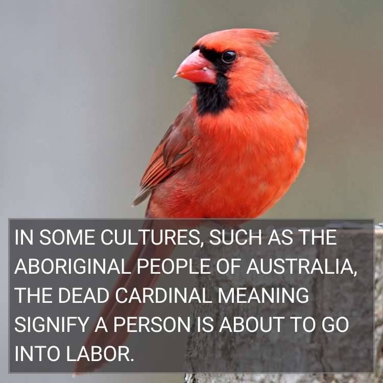 dead cardinal meaning person go into labor