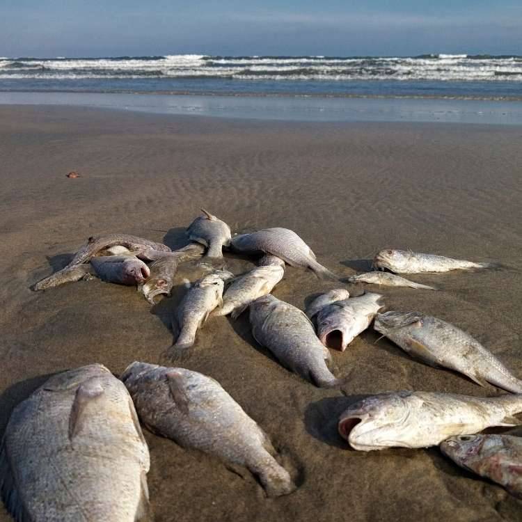 dead fish on beach